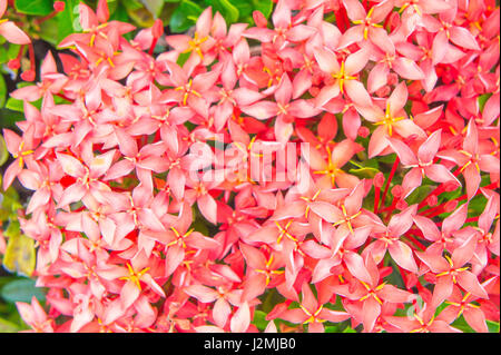 Blumen im Park, schöne Blumen rote Blumen Textur Spike Stockfoto