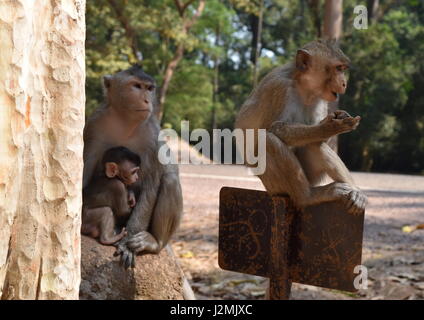 Krabben essen Makaken-Affen-Familie mit Baby im Dschungel von Angkor, Kambodscha Stockfoto