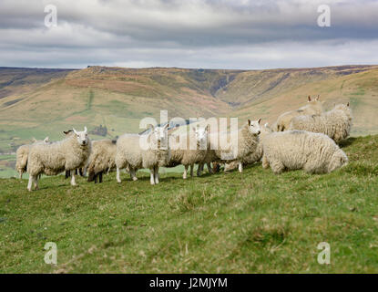 North Country Cheviot Schafe, Edale, Derbyshire. Stockfoto