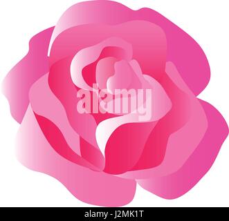 Zarte Rose Blossom in ausgeglichenen Farbtönen von rot, rosa und weiß Stock Vektor