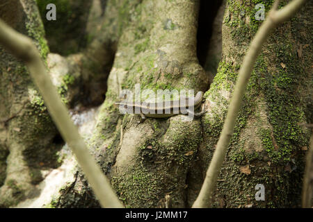 Gekielte Grass Skink genannt auch Lanzana auf die Ratargul Süßwasser-Sumpfwald. Es ist eine sehr interessante und spannende Ort für Abenteuertouristen Stockfoto