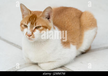Porträt von Weißlicht-braune Katze sitzt auf dem Boden isoliert auf Unschärfe Hintergrund Stockfoto