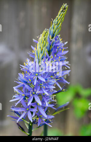 Blaue Blumen mit Mittelpunkt Stockfoto