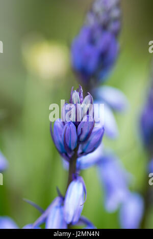 Blaue Blumen mit Mittelpunkt Stockfoto