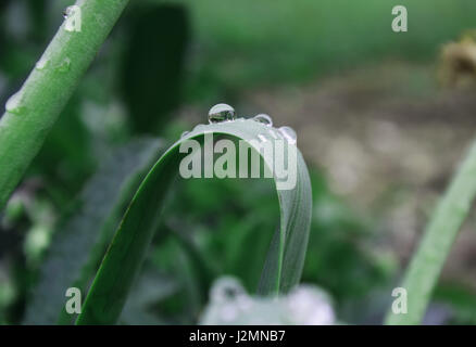 Nach Regen grüne Pflanzen in der Landschaft. Stockfoto