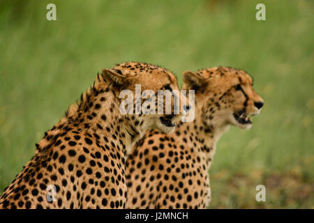 Gepard (Acinonyx Jubatus) im Pilanesberg National Park, Nord-West Provinz, Südafrika Stockfoto