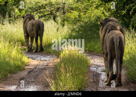 Löwe (Panthera Leo) im Pilanesberg National Park, Nord-West Provinz, Südafrika Stockfoto