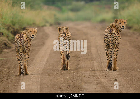 Gepard (Acinonyx Jubatus) im Pilanesberg National Park, Nord-West Provinz, Südafrika Stockfoto