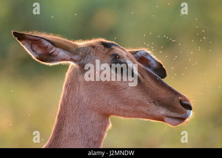 Weibliche Impala (Aepyceros Melampus) im Pilanesberg National Park, Nord-West Provinz, Südafrika Stockfoto