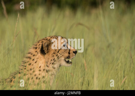 Gepard (Acinonyx Jubatus) im Pilanesberg National Park, Nord-West Provinz, Südafrika Stockfoto