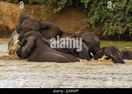 Junge Elefanten (Loxodonta Africana) spielen in einem Stausee im Pilanesberg National Park, Nord-West Provinz, Südafrika Stockfoto