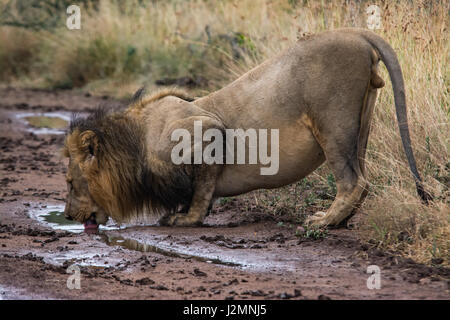 Löwe (Panthera Leo) im Pilanesberg National Park, Nord-West Provinz, Südafrika Stockfoto