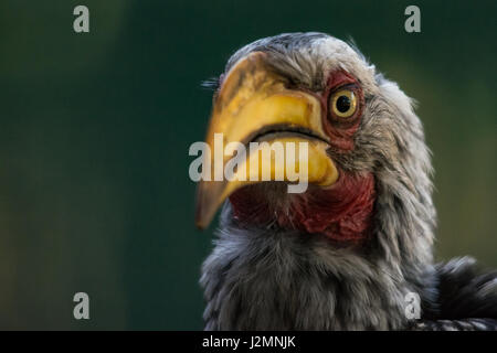 Südlichen gelb-billed Hornbill (Tokus Leucomelas) im Pilanesberg National Park, Nord-West Provinz, Südafrika Stockfoto