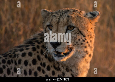 Gepard (Acinonyx Jubatus) im Pilanesberg National Park, Nord-West Provinz, Südafrika Stockfoto