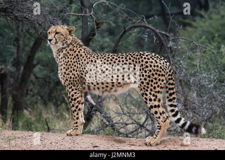 Gepard (Acinonyx Jubatus) im Pilanesberg National Park, Nord-West Provinz, Südafrika Stockfoto