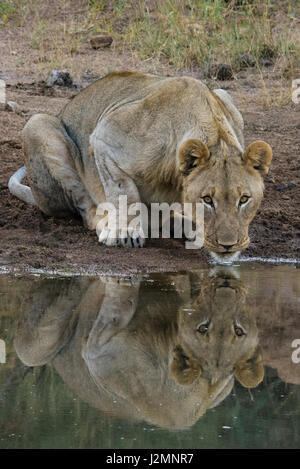 Löwe (Panthera Leo) im Pilanesberg National Park, Nord-West Provinz, Südafrika Stockfoto