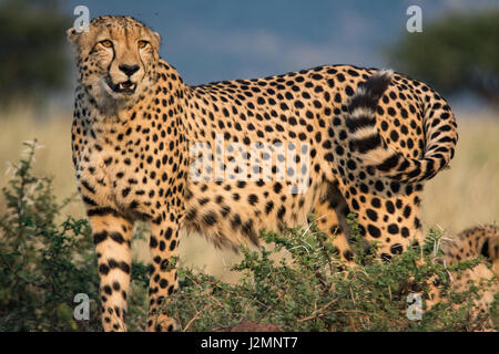 Gepard (Acinonyx Jubatus) im Pilanesberg National Park, North West Province, Südafrika Stockfoto