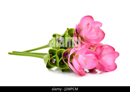 Siam Tulpe Blume isoliert auf weißem Hintergrund. Stockfoto