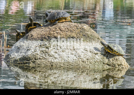 Einige Schildkröte sitzt auf einem Stein in einem See, die Sonne genießen Stockfoto