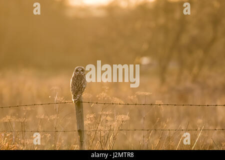 Sumpfohreule (Asio Flammeus) thront auf einem Stacheldrahtzaun Beitrag im Winter Sonnenuntergang Stockfoto