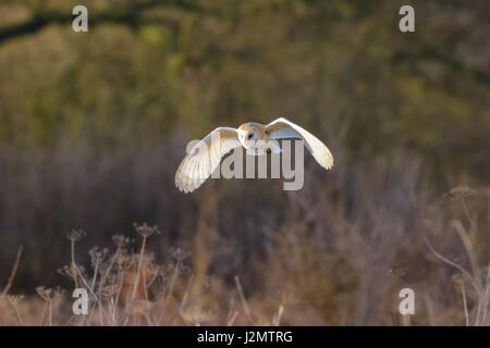 Schleiereule (Tyto Alba) Jagd oder Kasernierung niedrig über eine Wiese Stockfoto