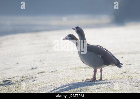 Paar der ägyptischen Gänse (Alopochen Aegyptiacus) an einem frostigen Wintermorgen Stockfoto