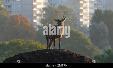 Red Deer Buck oder Pricket (Cervus Elaphus) auf einem Erdhügel mit städtischen Hirise-Aufstieg Hochhäuser hinter Stockfoto