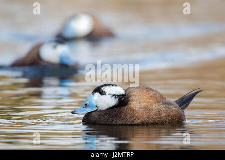 Männlich-gescheckte Enten (Oxyura Leucocephala) in Zucht Gefieder Farben Stockfoto