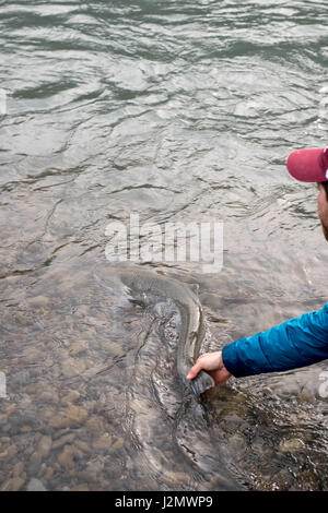 Angler Freigeben einer wilden Steelhead im pazifischen Nordwesten Stockfoto