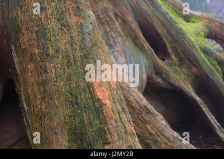 Nahaufnahme der nassen alten Baumstamm mit Moos in Alishan Nationalpark, Taiwan Stockfoto