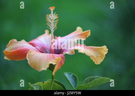 Orange und rosa Hibiskus-Blume Stockfoto