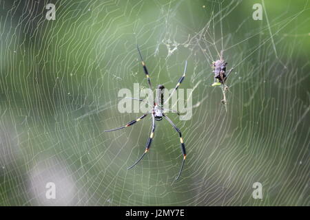 Gelb und schwarz tropische Spinne im Regenwald Stockfoto