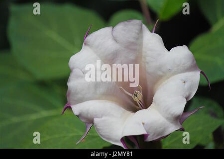 Rosa Blume auf lilypad Stockfoto