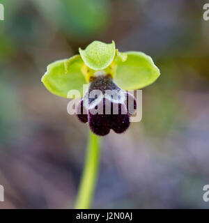 Ophrys Israelitica, Orchidee, Akamas-Halbinsel, Cyprus.mimic Stockfoto