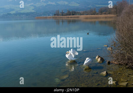 Morgen-Szene an den Ufern des oberen Zürichsee (Obersee) in einer Art Naturschutzgebiet, Hurden, Schweiz Stockfoto