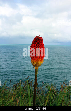 Kniphofia - Tritoma, roter heißer Poker, Fackellilie, Knopffler oder Pokeranlage Stockfoto