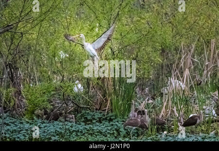 Juvenile amerikanischer weißer Ibis im Flug, Pinckney Island National Wildlife Refuge, Hilton Head, Südcarolina, USA Stockfoto