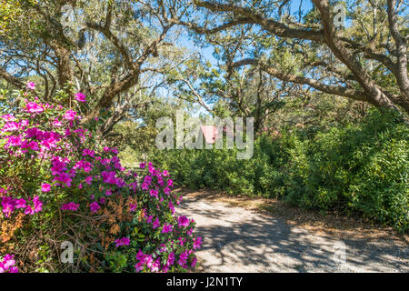 Üppige subtropische Flora in McLeod Plantage, James Island, South Carolina, USA Stockfoto