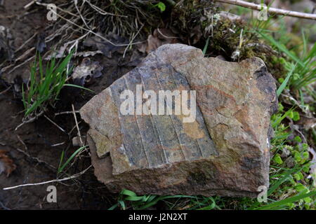 Den Eindruck eines Baumstammes erhalten in den Felsen für 100 s von Millionen von Jahren im Crynant Wald Stockfoto