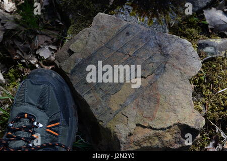 Den Eindruck eines Baumstammes in den Felsen für 100 s von Millionen von Jahren im Crynant Wald erhalten. Stockfoto