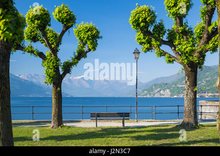 gekappte Platanen entlang Baum gesäumten Uferpromenade im Bellagio, Comer See, Italien im April Stockfoto