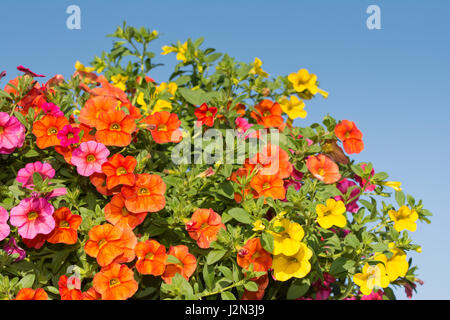 Nahaufnahme von bunten Calibrachoa Blumen mit blauer Himmelshintergrund Stockfoto