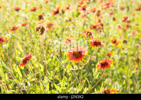 Decke Blume, Gaillardia, wächst in einer natürlichen Umgebung auf eine sonnige Frühlingswiese Stockfoto