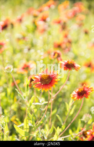 Leuchtend rote und gelbe wild Decke Blume auf einer sonnigen Wiese Stockfoto