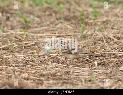 Schöne Lerche Spatz mit Fett Markierungen auf dem Kopf auf dem Boden auf Nahrungssuche Stockfoto