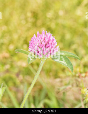 Schöne Blüte von Rotklee, Trifolium Pratense, grünen Rasen Hintergrund Stockfoto