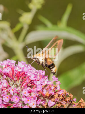 Snowberry Clearwing Motte schweben und ernähren sich von rosa Sommerflieder blüht Stockfoto