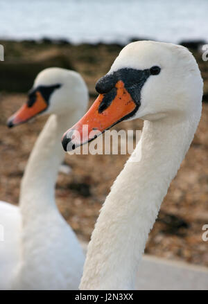 Ein Kopf und Hals Profil Nahaufnahme von 2 zwei Paar Paar schwan Schwäne zusammen weg von der Kamera von rechts nach links Kiesstrand Hintergrund Stockfoto