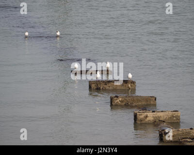 Eine Gruppe von Paar Paare Möwen Möwen Vögel ruhen auf Pattern der hölzernen Buhnen bei Ebbe in der Gezeiten an der Küste im ruhigen Wasser Meer Küste Stockfoto