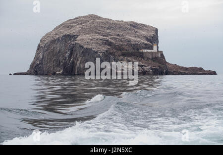 schottische Seevogel Zentrum Gannet Bass rock Tierwelt Stockfoto